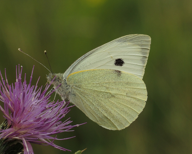 Large White