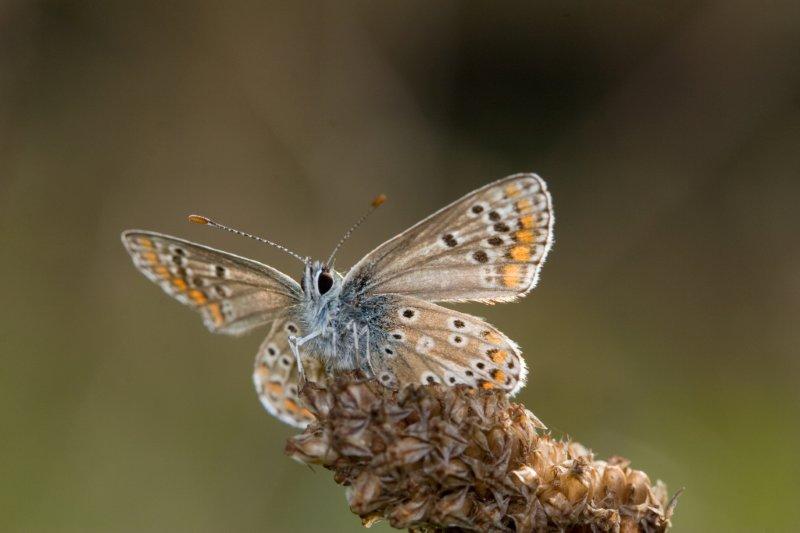 Brown Argus