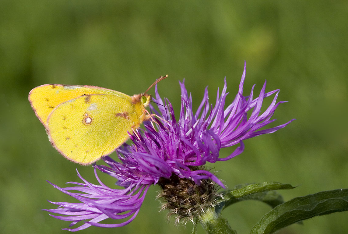 Clouded Yellow