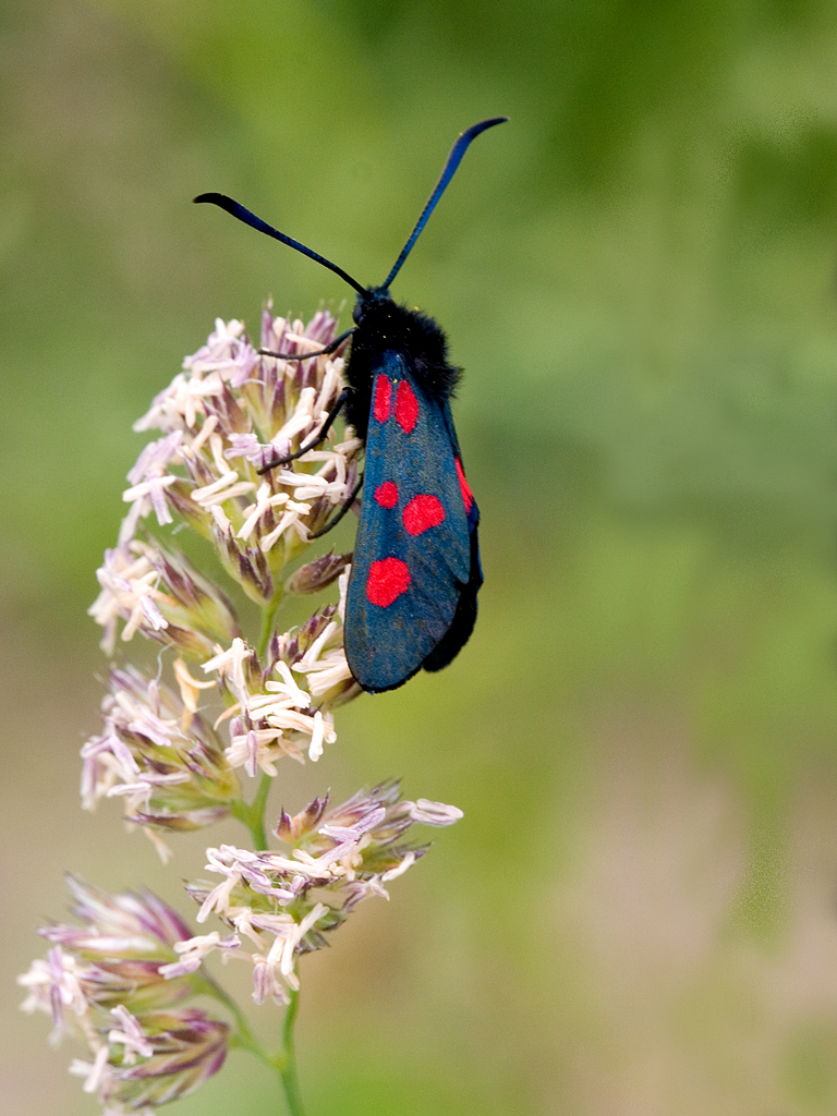 Narrow-bordered Five-spot Burnet