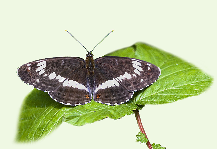 White Admiral