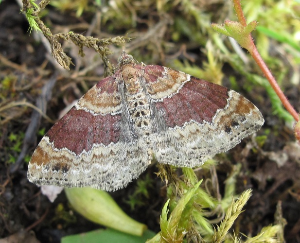 Red Twin-spot Carpet