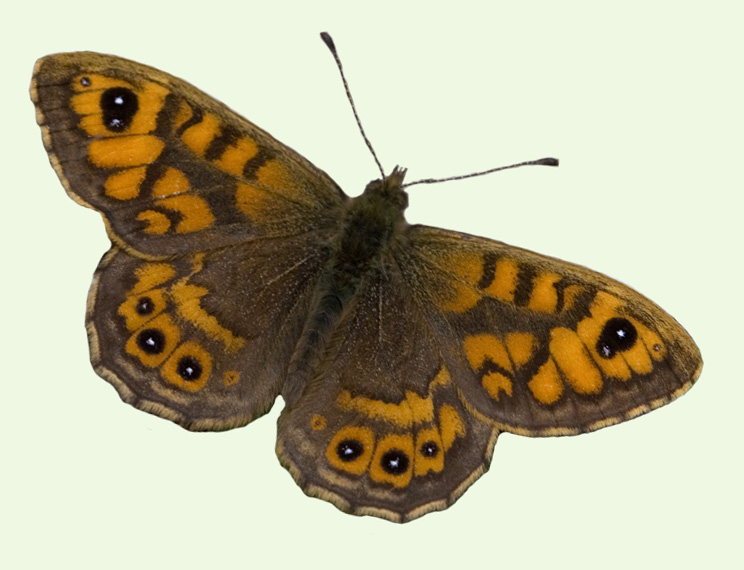 Wall Brown