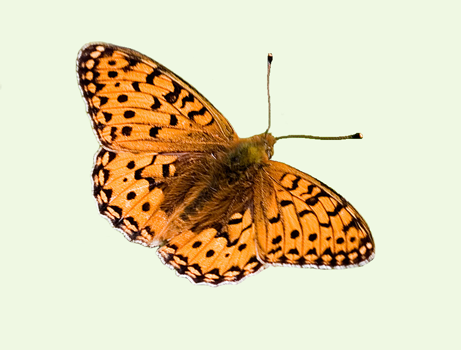 Dark Green Fritillary