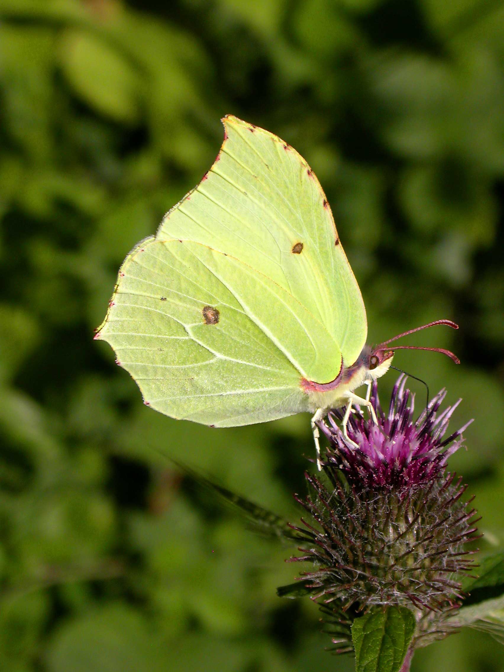 Brimstone