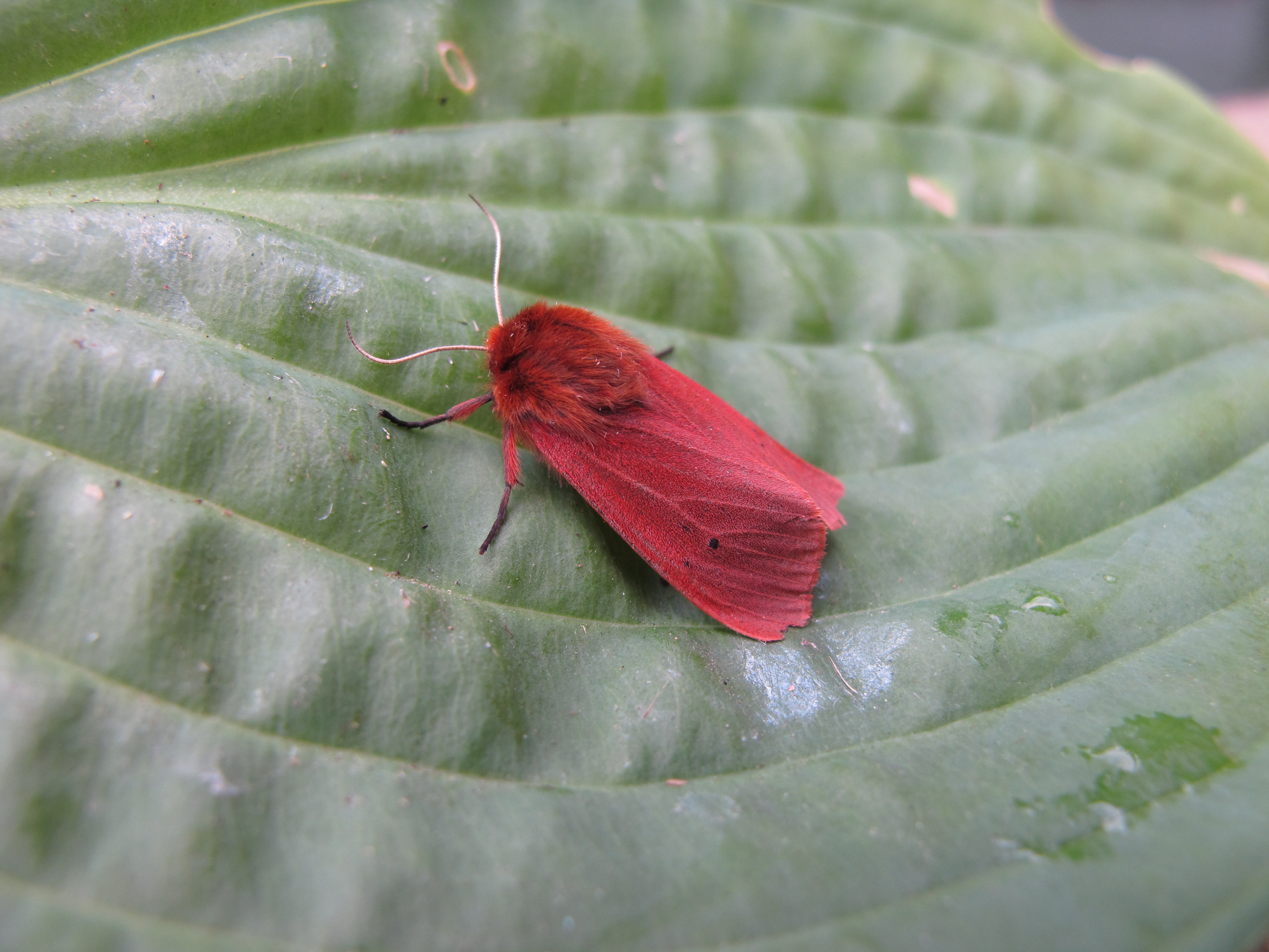 Ruby Tiger