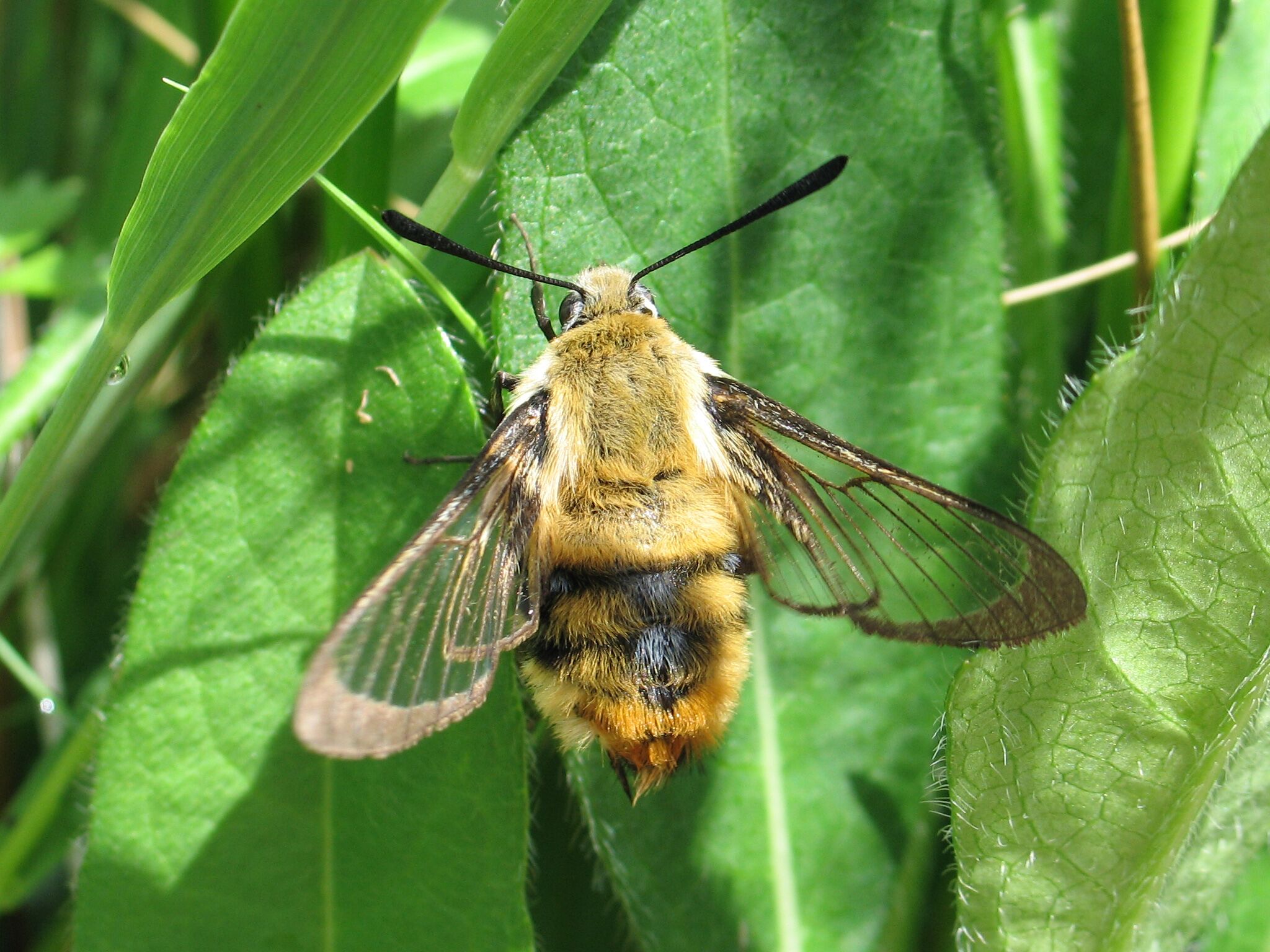 Narrow-bordered Bee Hawk-moth