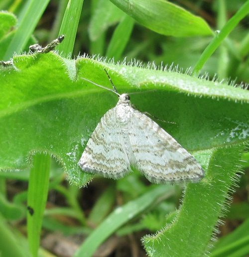 Grass Rivulet