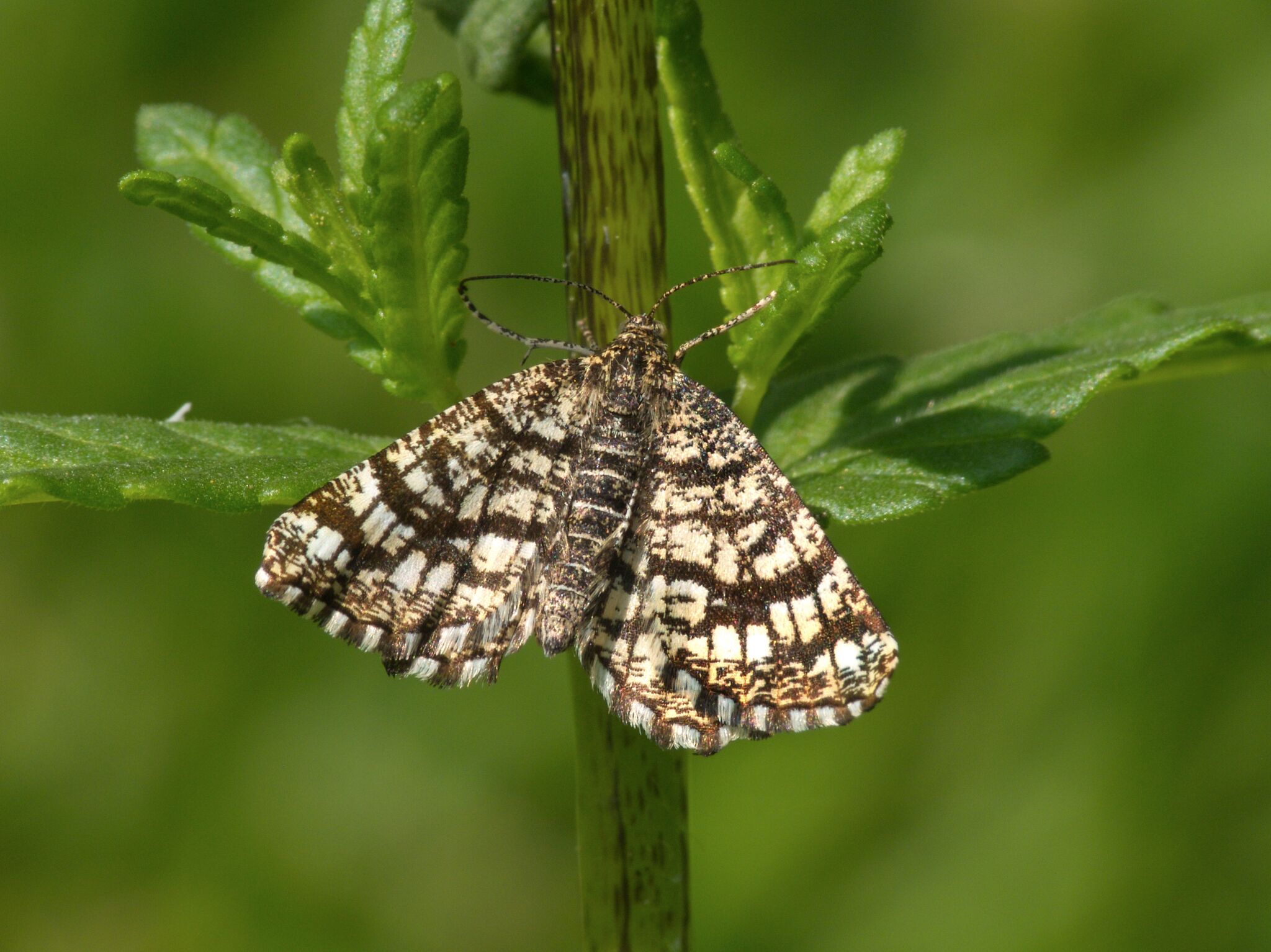 Latticed Heath