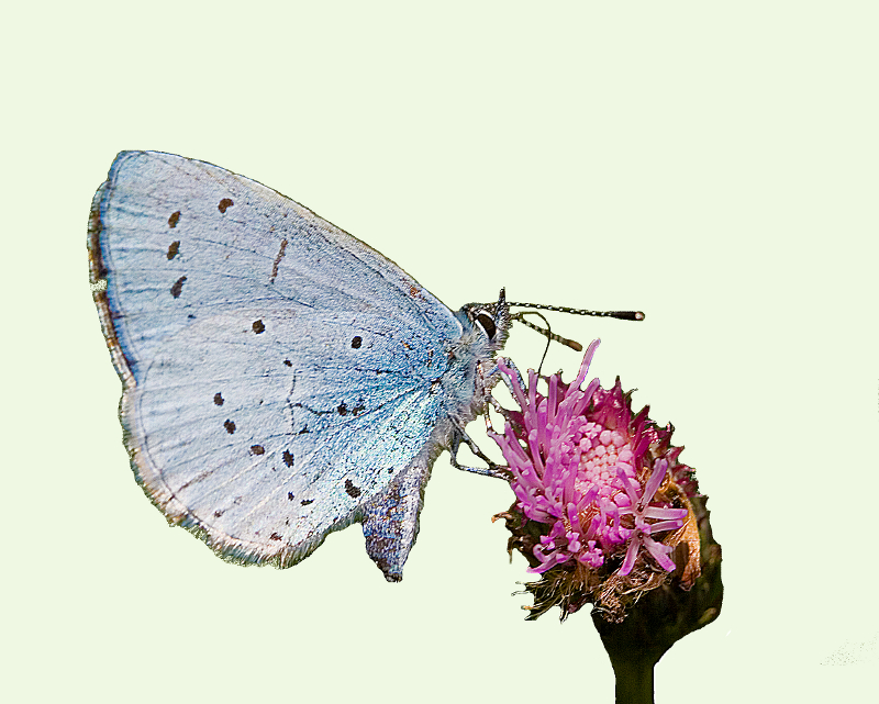 Holly Blue