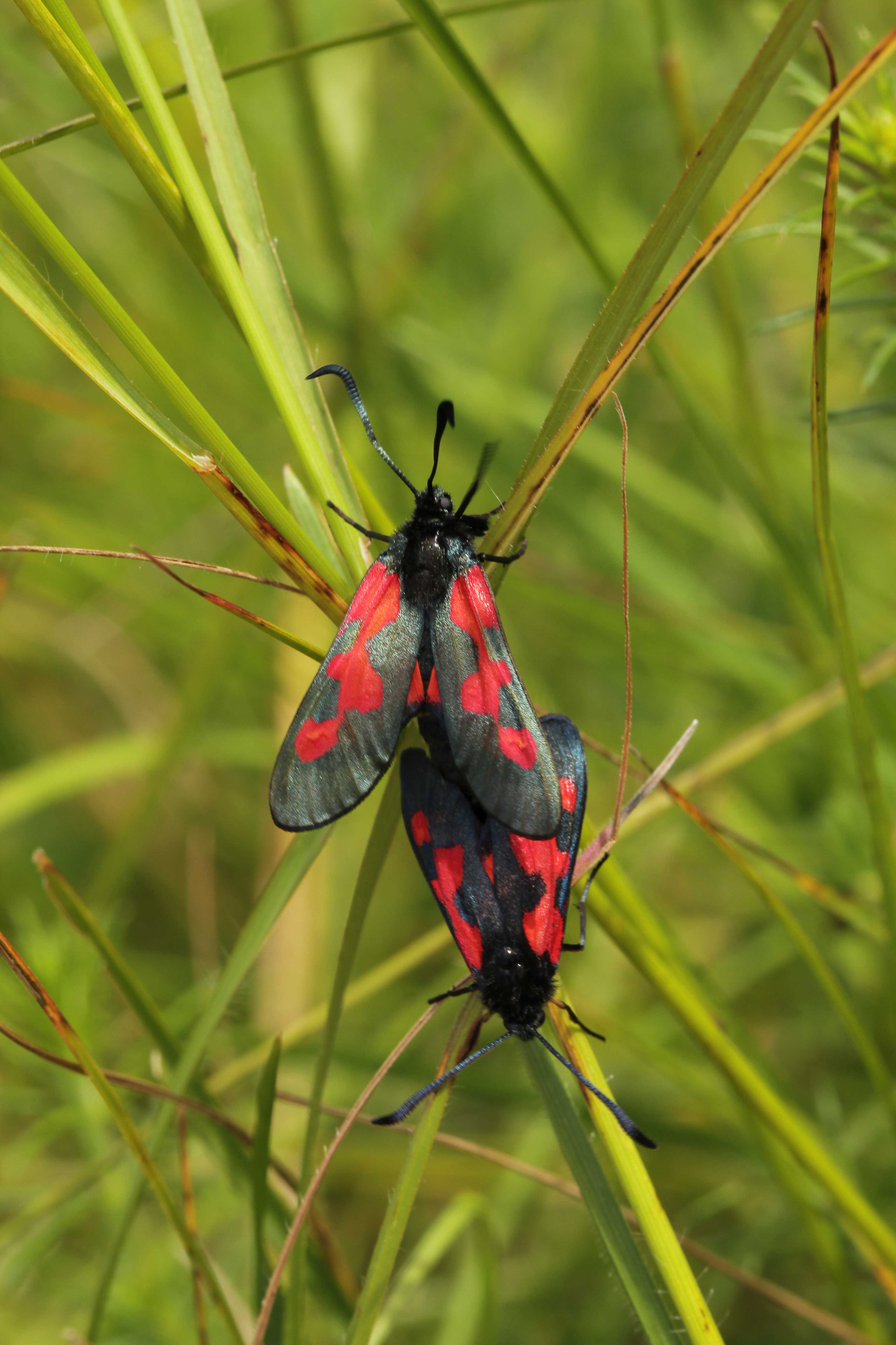 Five-spot Burnet