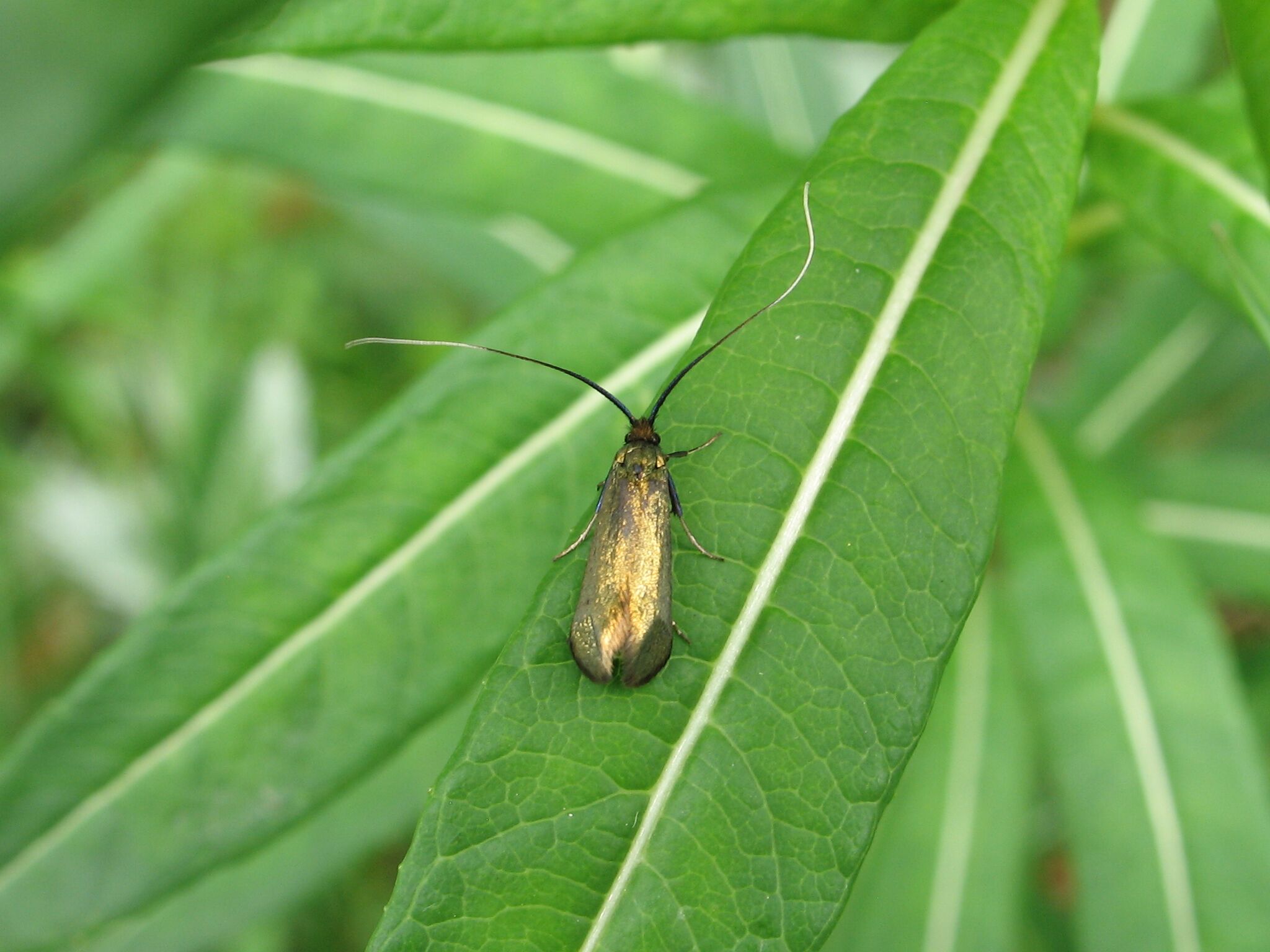 Green Longhorn