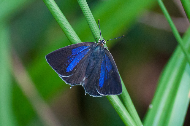 Purple Hairstreak