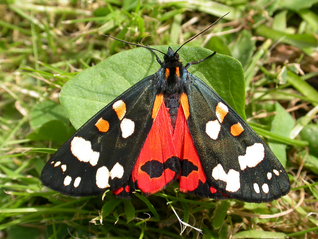 Scarlet Tiger