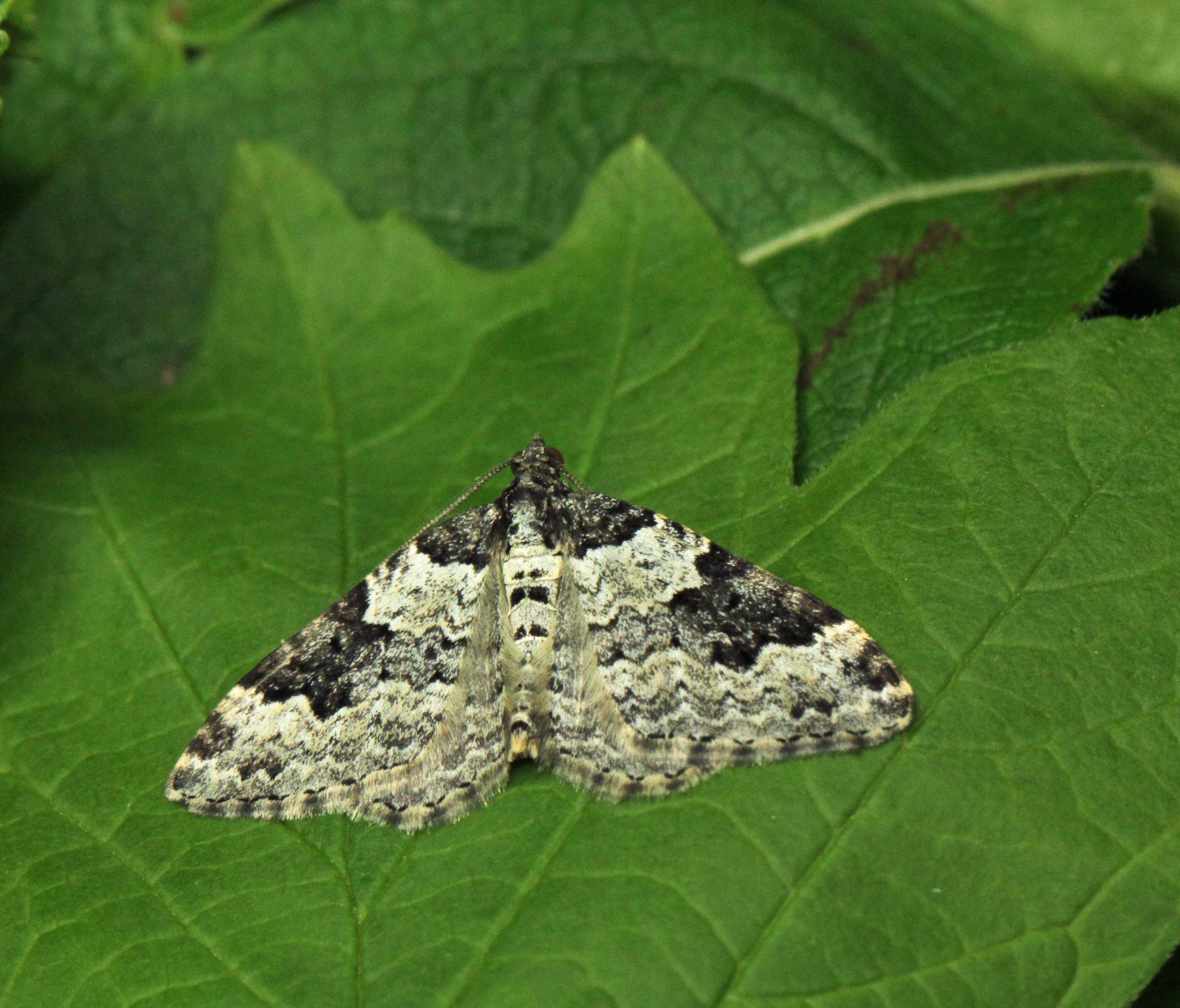 Garden Carpet