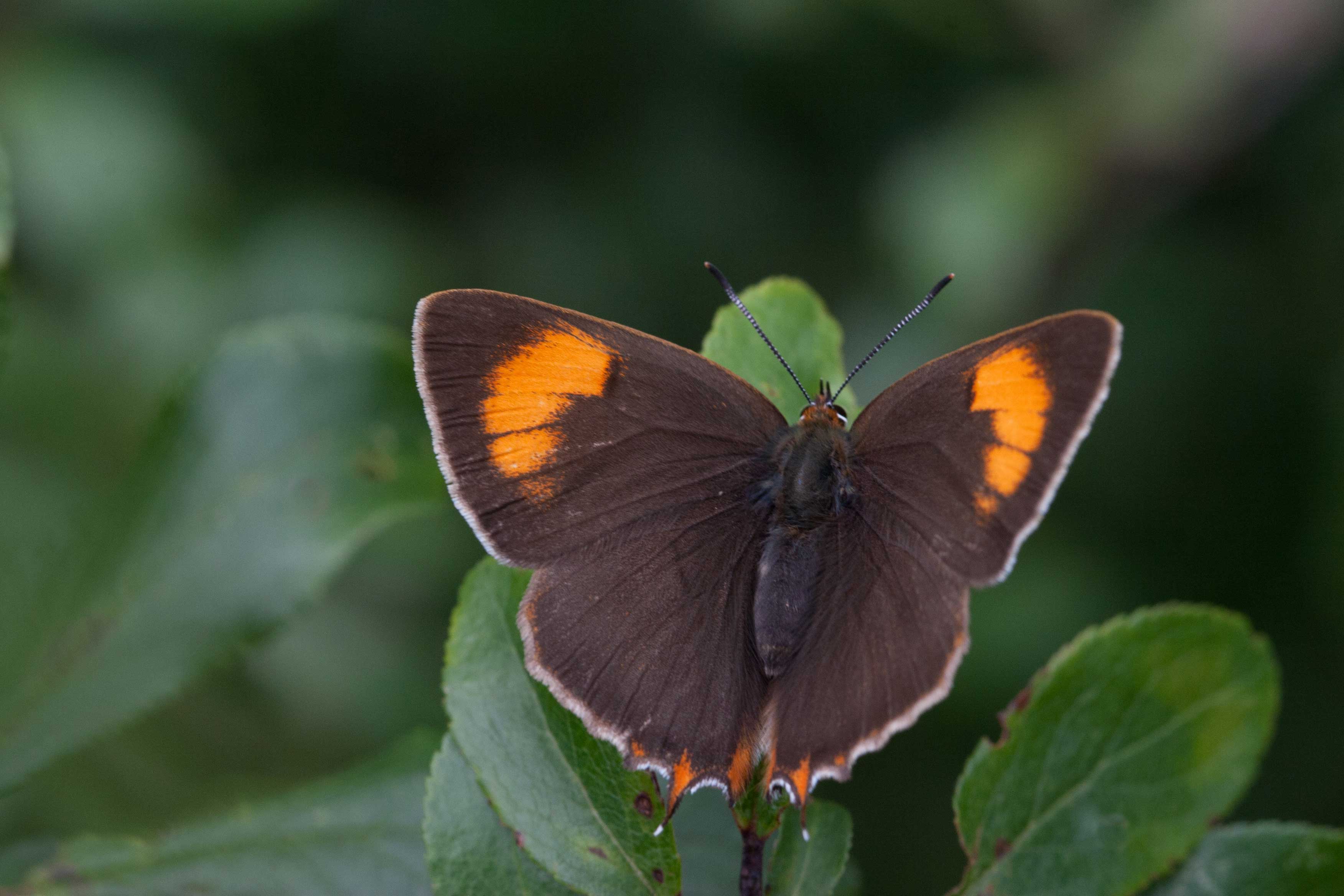 Brown Hairstreak