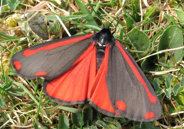 Cinnabar