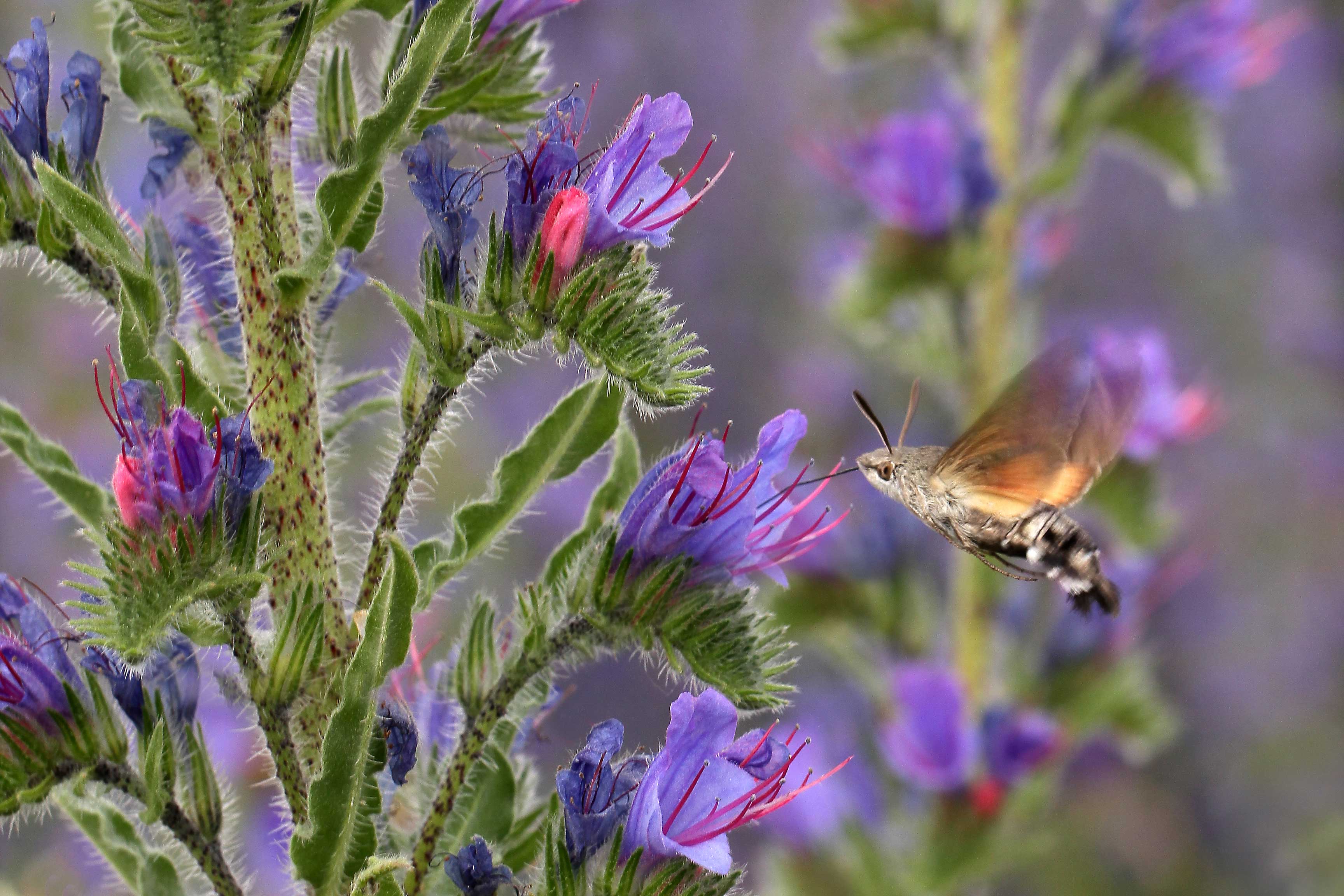 Humming-bird Hawk-moth