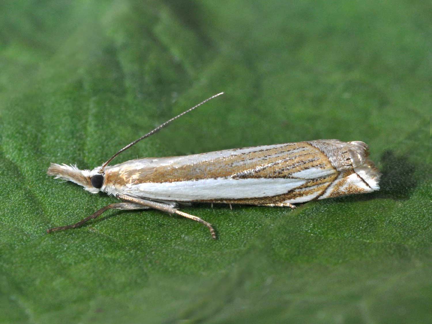 Crambus pascuella