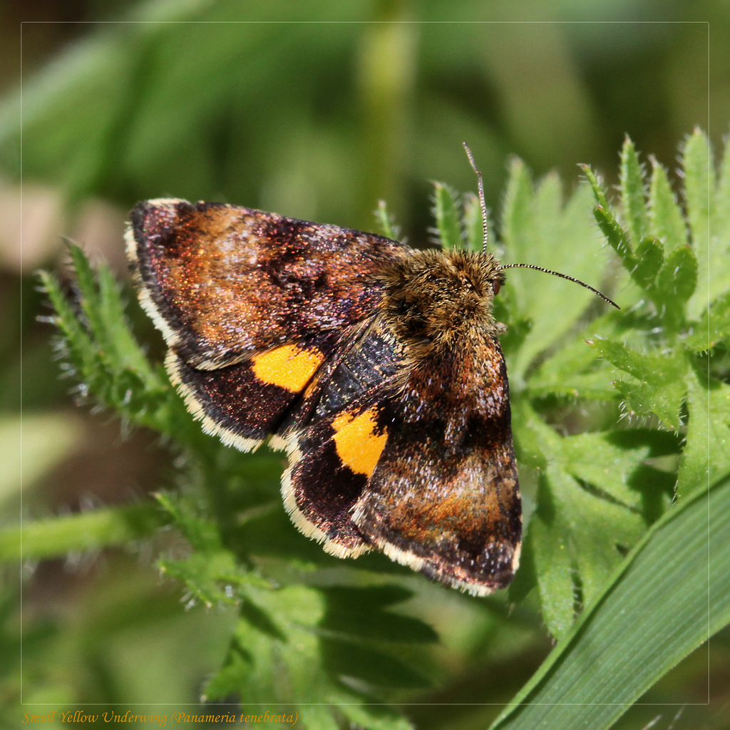 Small Yellow Underwing