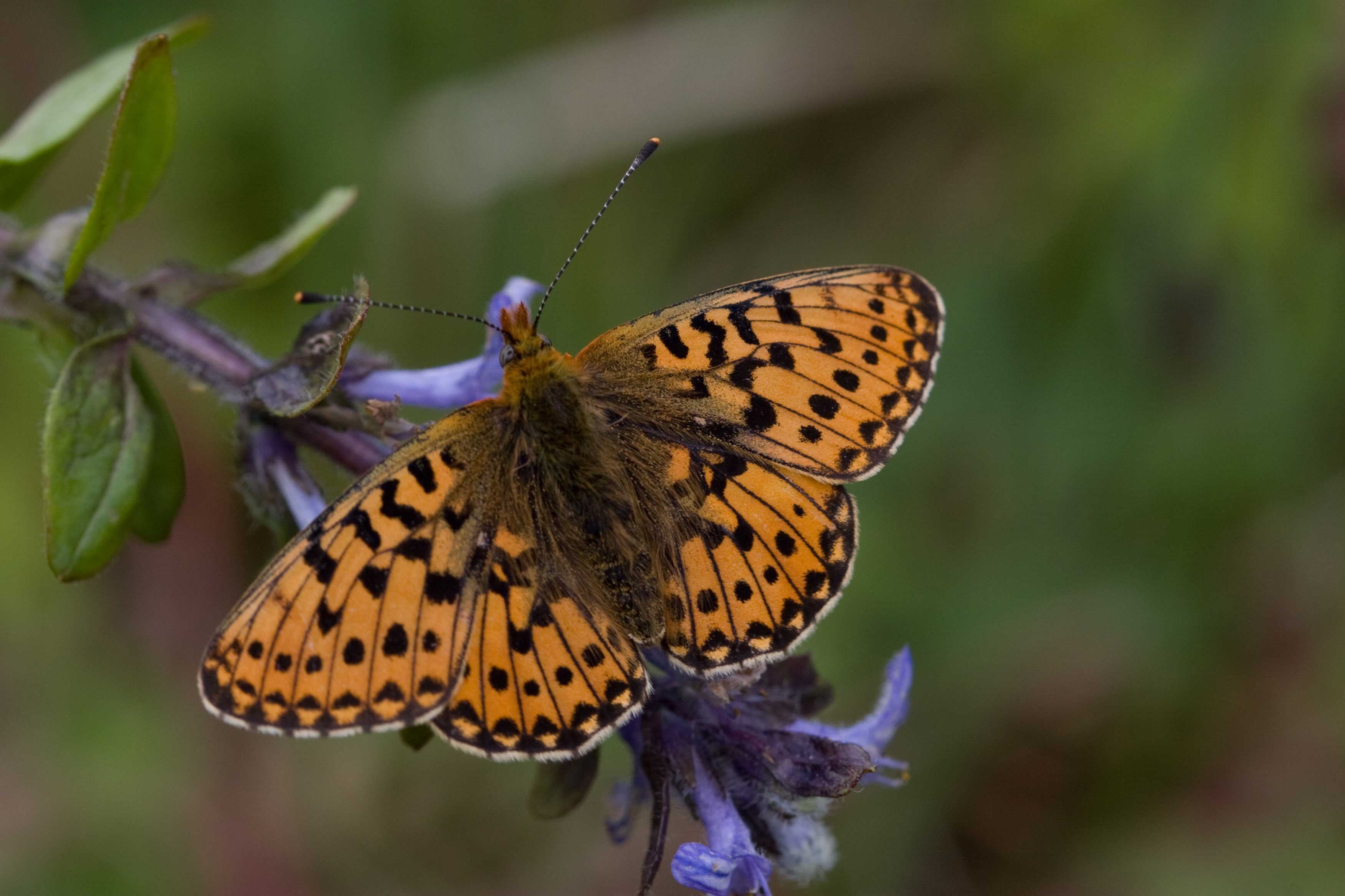 Pearl-bordered Fritillary