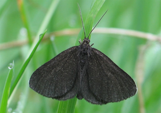 Chimney Sweeper