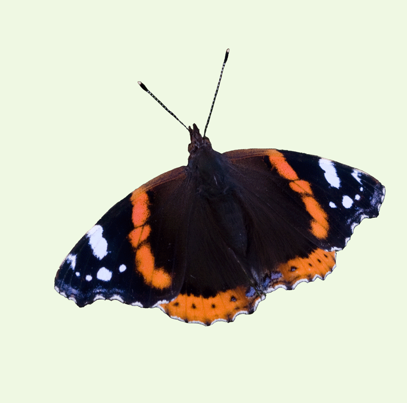 Red Admiral