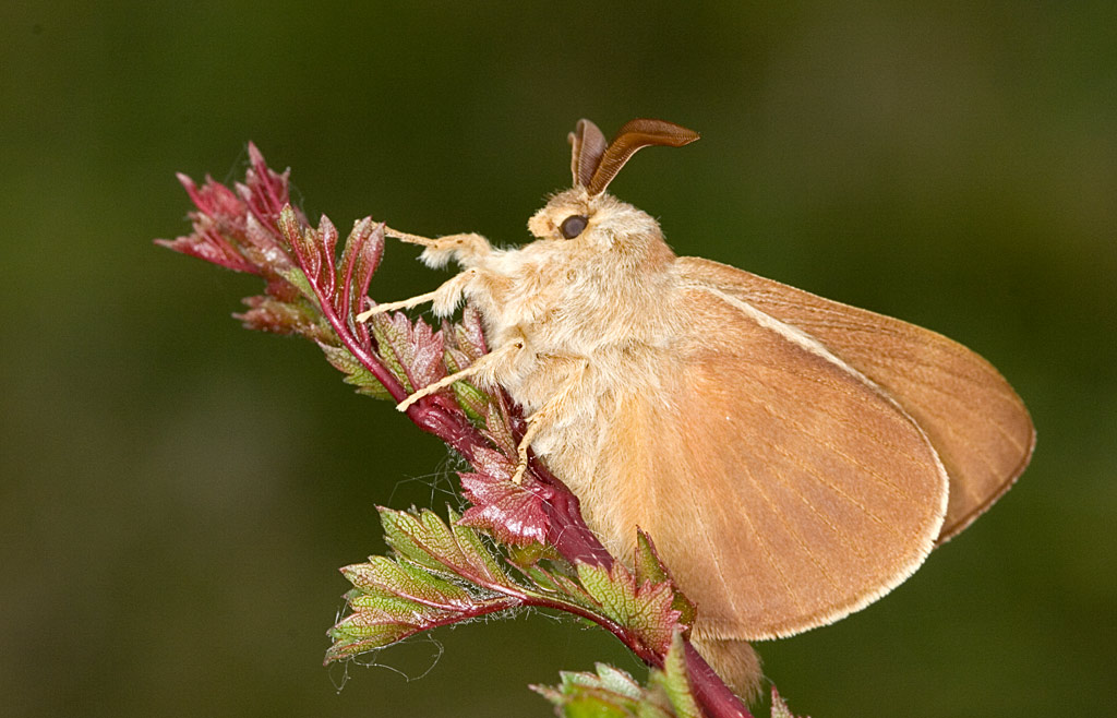 Fox Moth