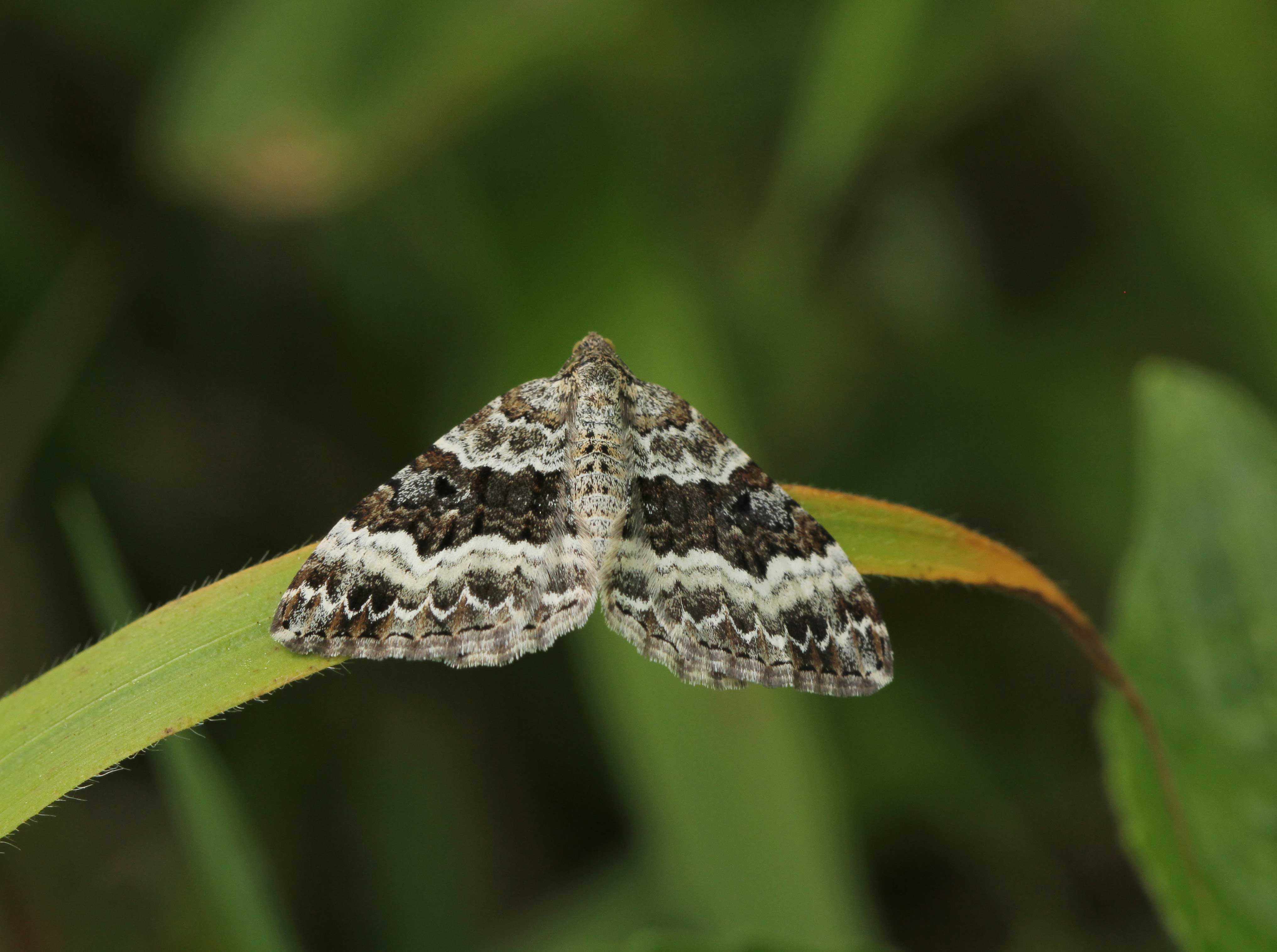 Wiltshire Butterfly Conservation — Day Flying Moths