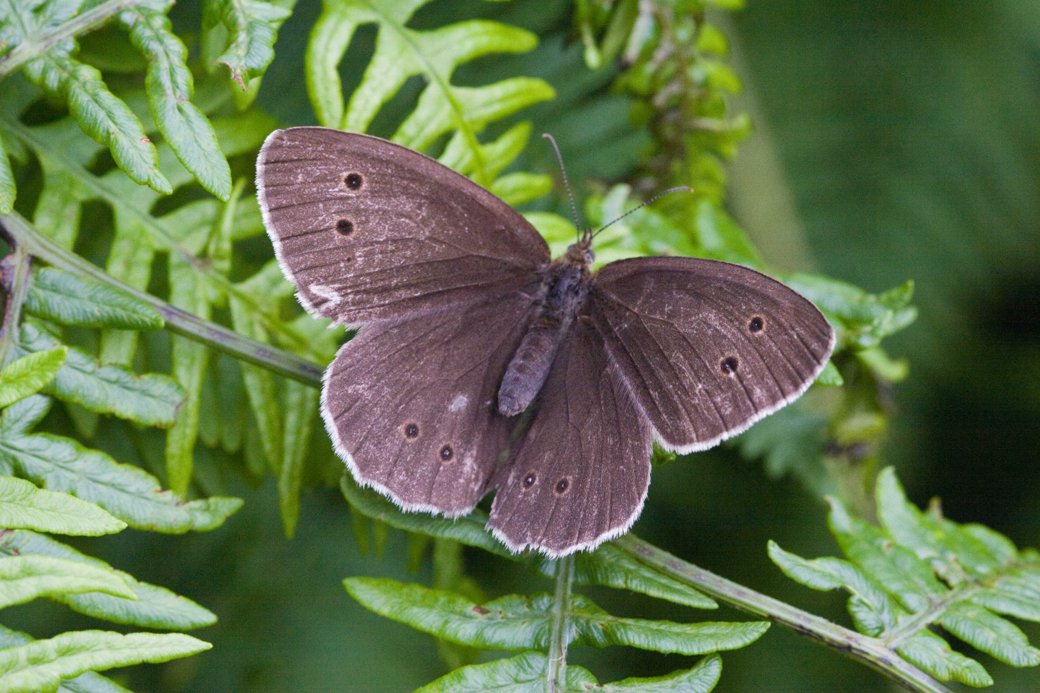 Ringlet