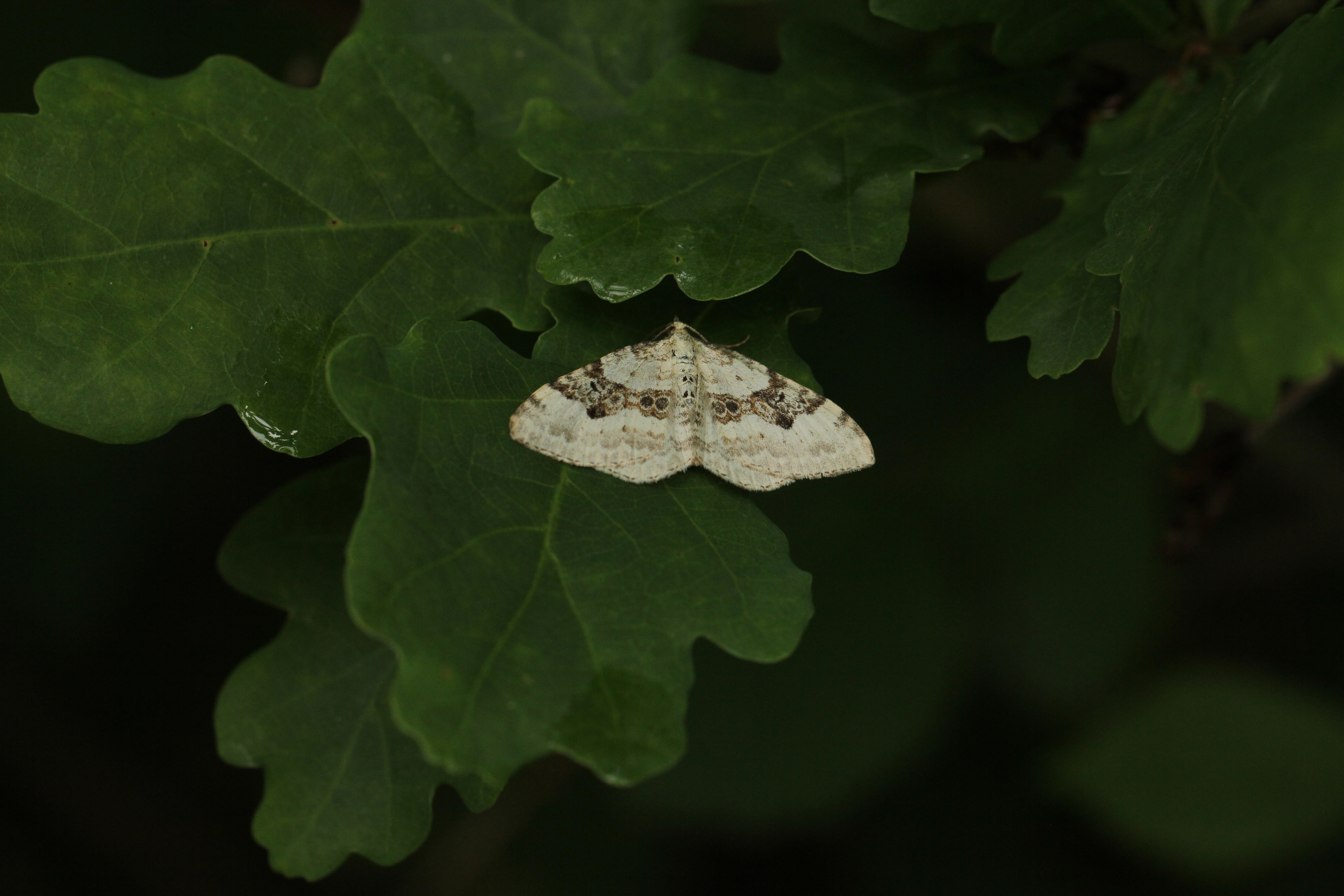 Silver-ground Carpet