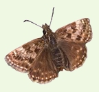 Dingy Skipper