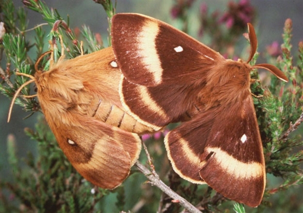 Oak Eggar