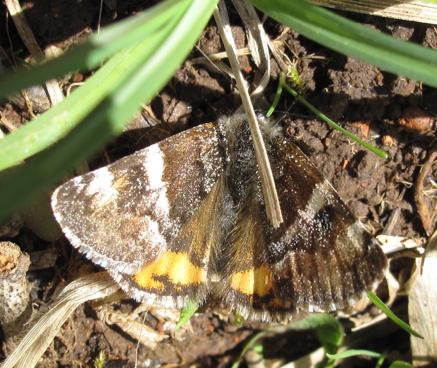 Orange Underwing