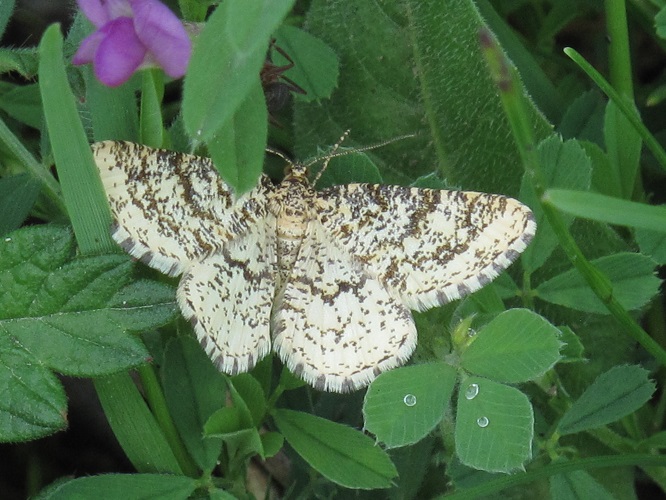 Common Heath