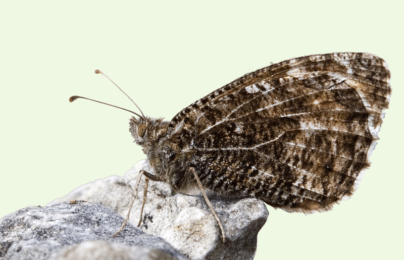 Grayling