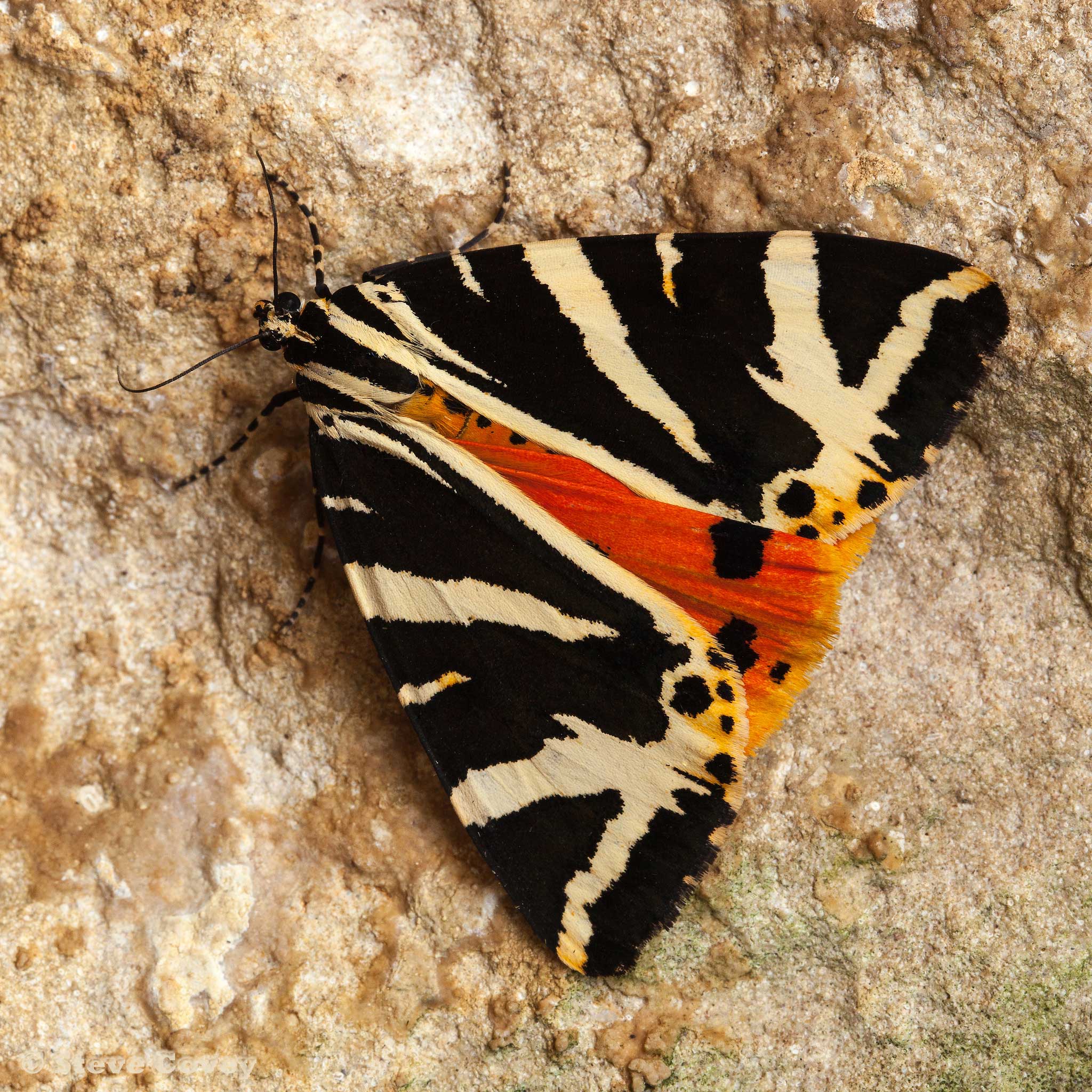 Jersey Tiger