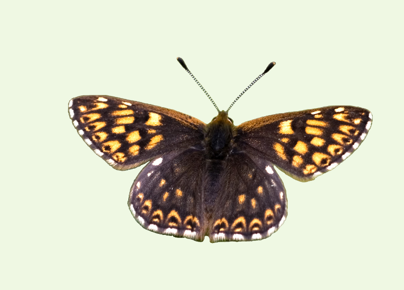 Duke of Burgundy