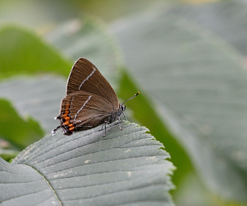 White-letter Hairstreak