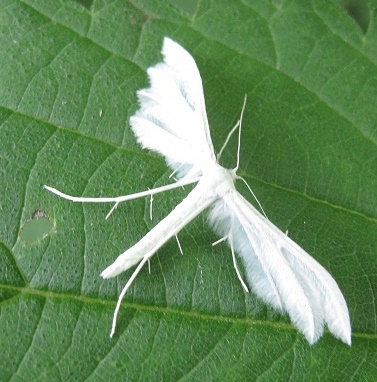 White Plume Moth