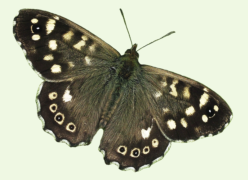 Speckled Wood