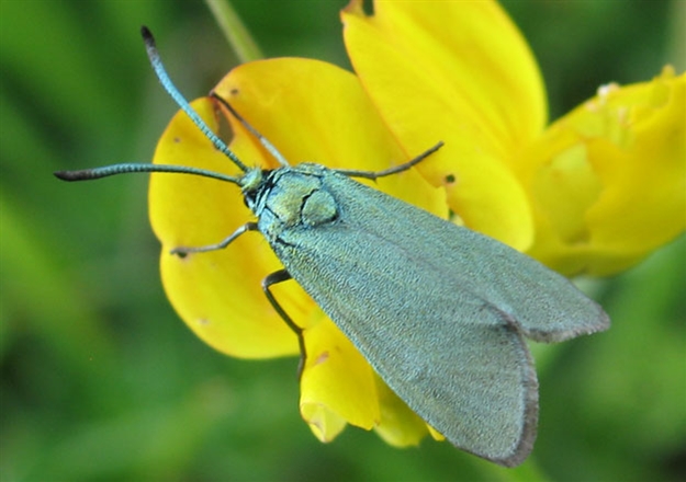 Cistus Forester