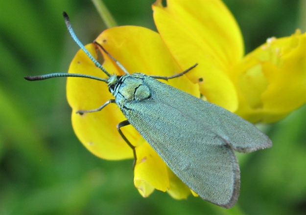 Cistus Forester