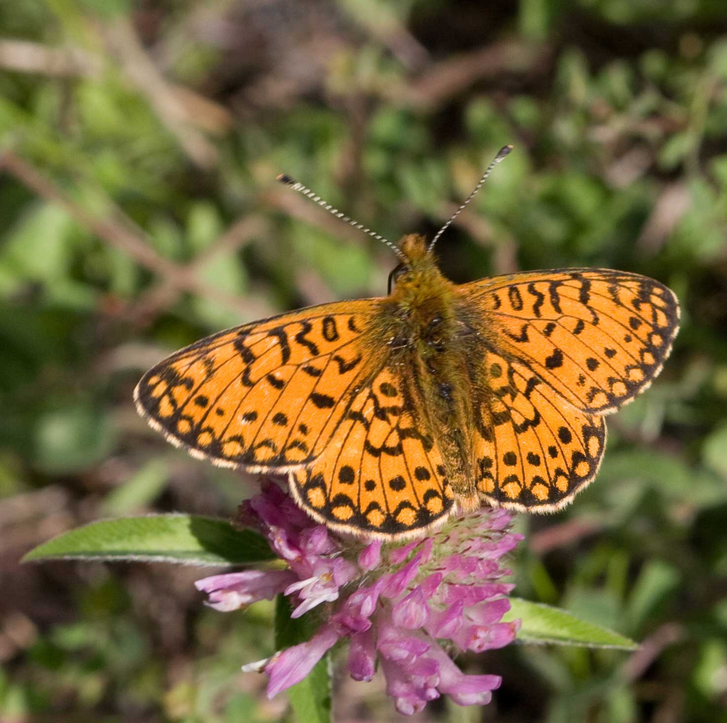 Small Pearl-bordered Fritillary