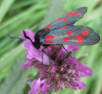 Six-spot Burnet