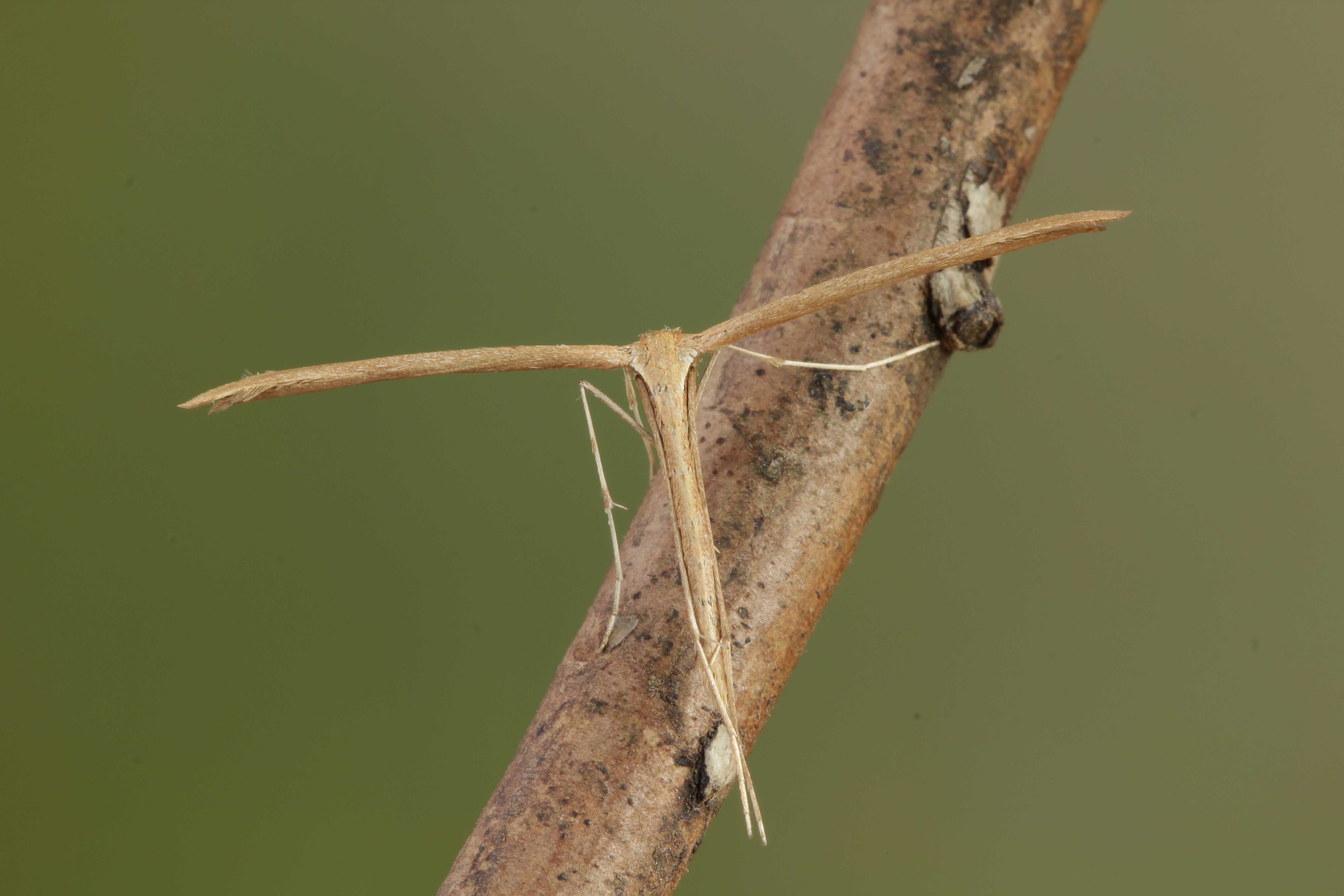 Common Plume