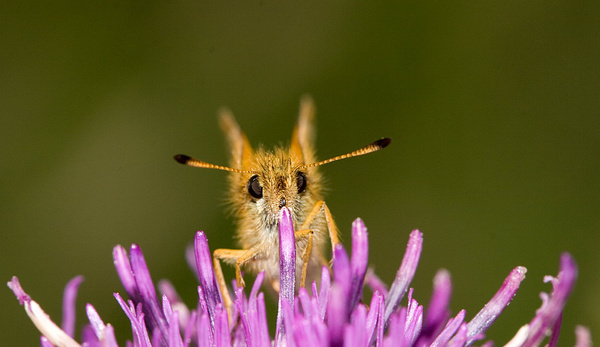 Essex Skipper