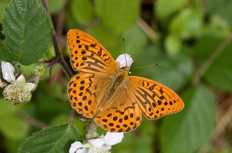 Silver-washed Fritillary