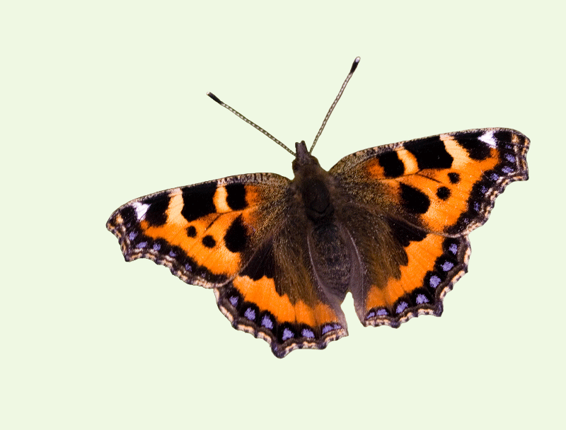 Small Tortoiseshell