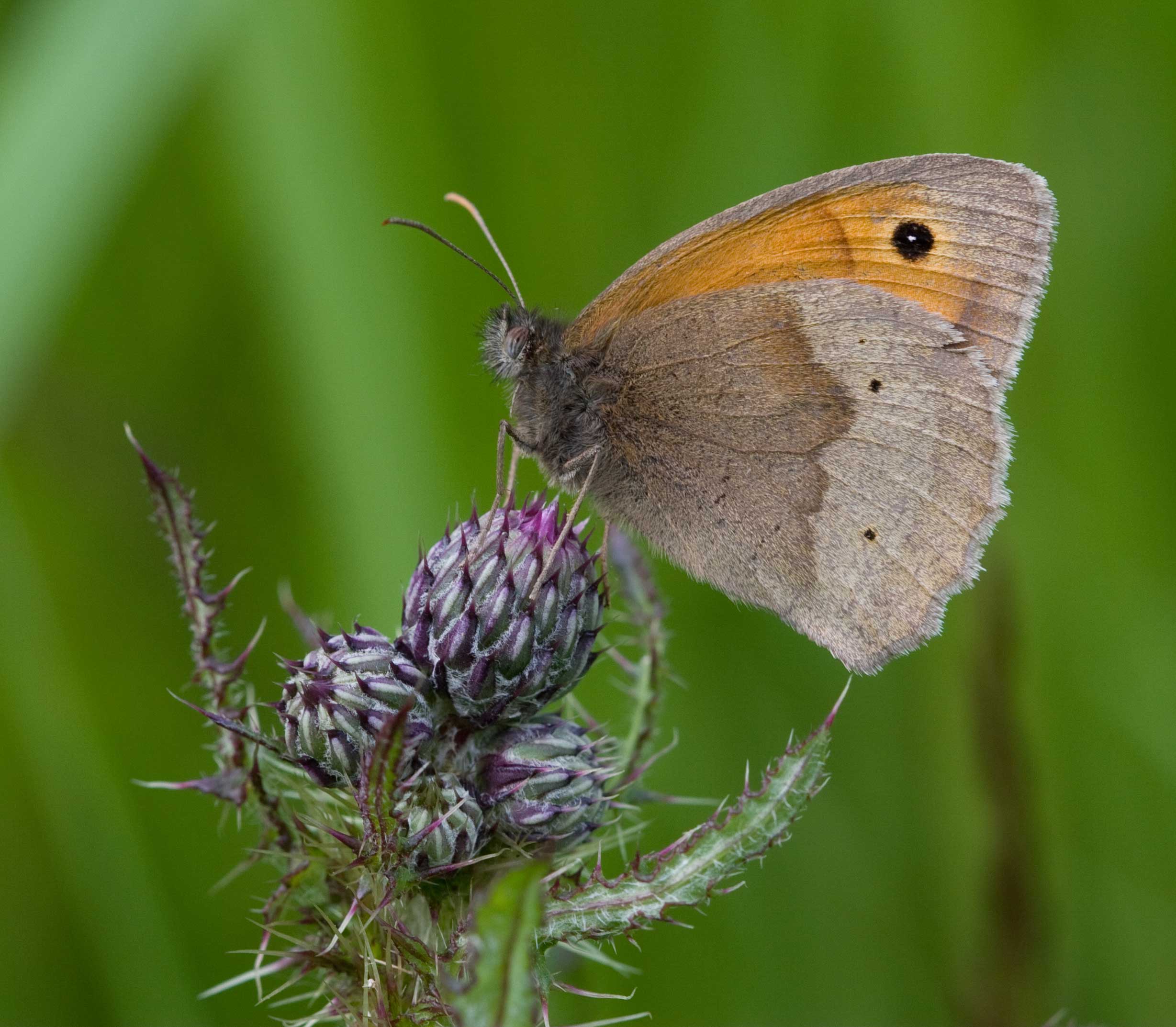 Meadow Brown